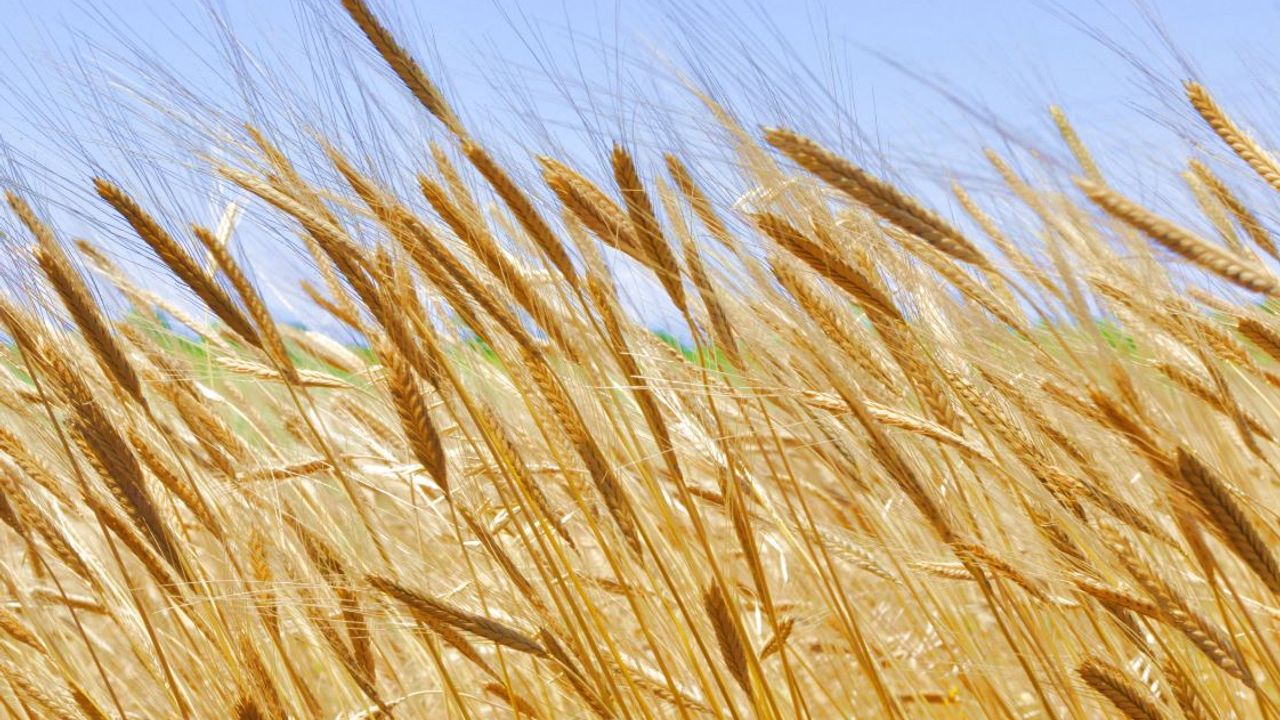 Ankara Polatlı’da buğday kaç para, bugünkü buğday fiyatları ne kadar?