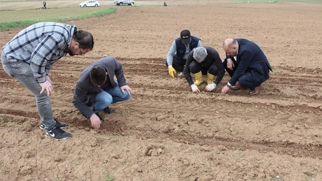 Hibe destekli yağlık ayçiçeği tohumları toprakla buluştu