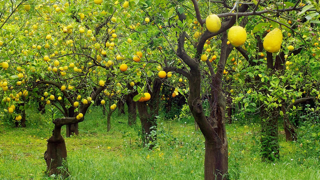 В саду лимонных деревьев