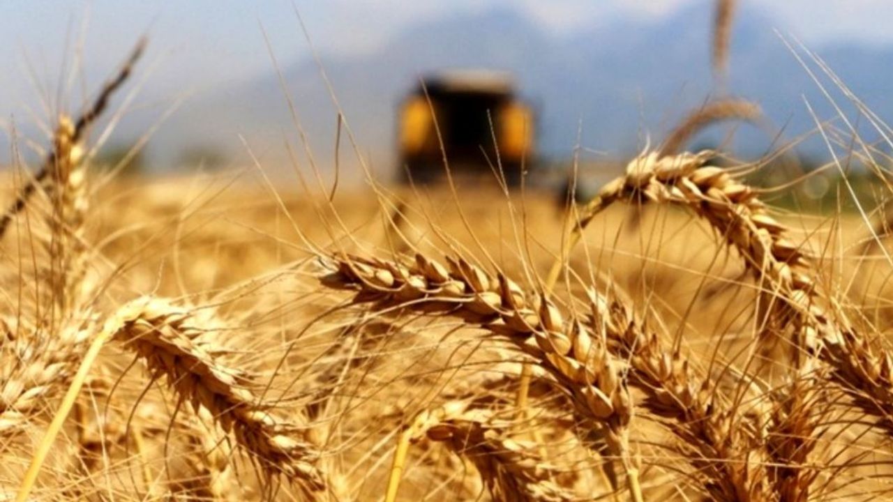 Polatlı Borsası buğday arpa fiyatları, Polatlı Borsası Mayıs 2023 hububat fiyatları