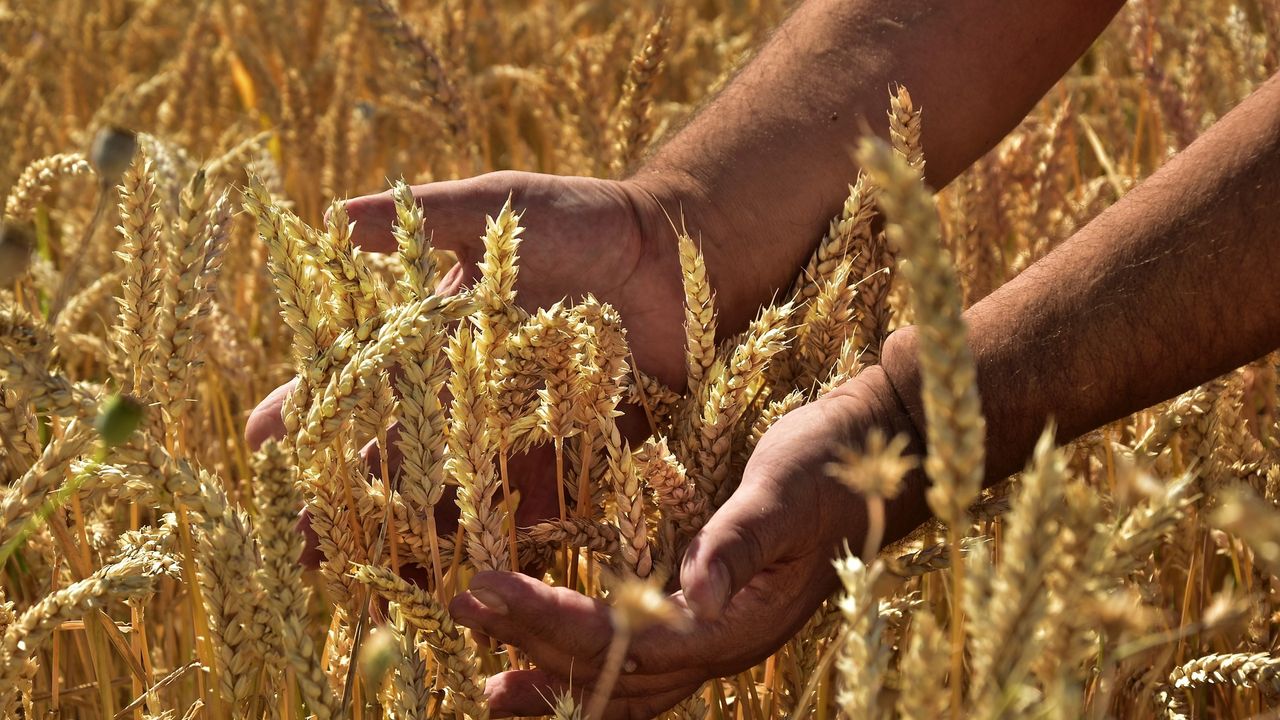 Polatlı’da buğday ne kadar, 25 Mayıs 2023 buğday fiyatları ne kadar? Polatlı Ticaret Borsası buğday fiyatlar kaç para?