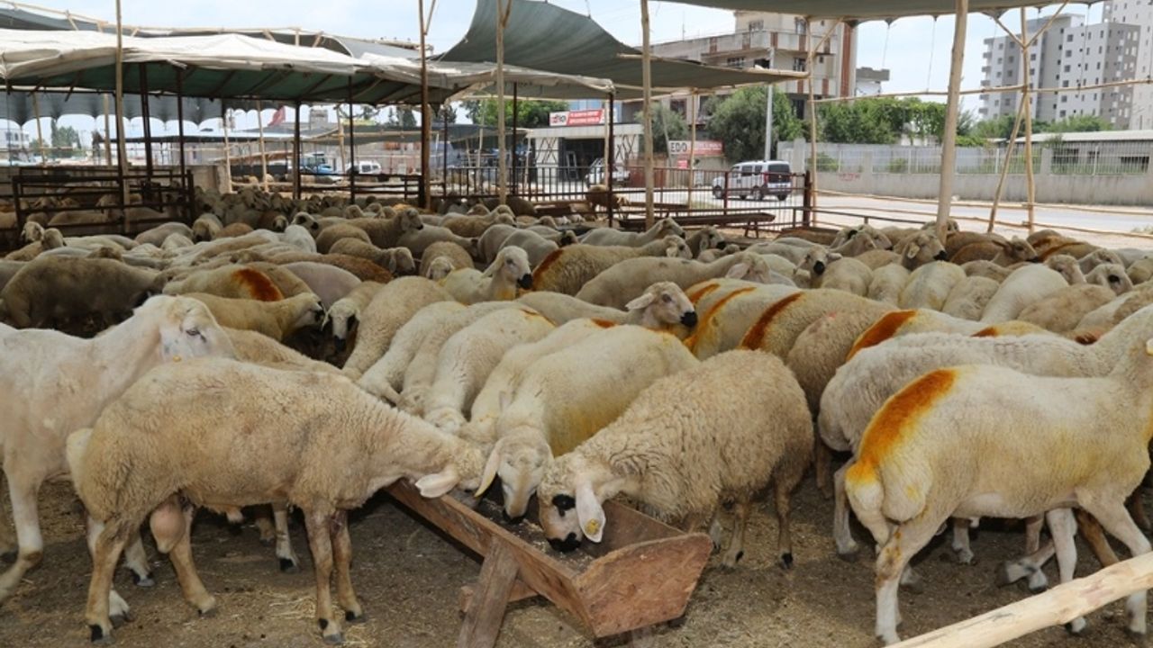 Yenimahalle'de Kurban Pazarı Yeri Belli Oldu - Polatlı Postası