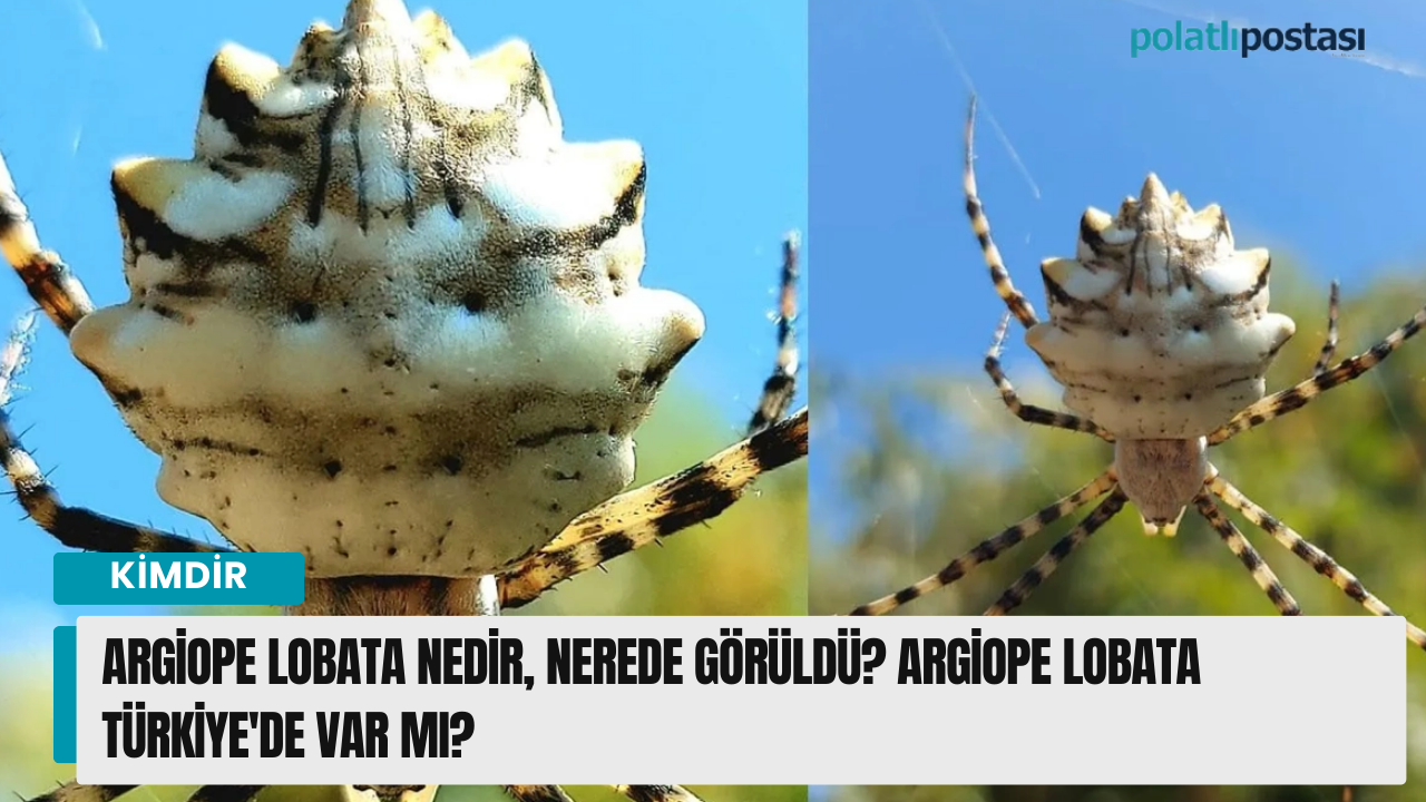 Argiope lobata nedir, nerede görüldü? Argiope lobata Türkiye'de var mı?