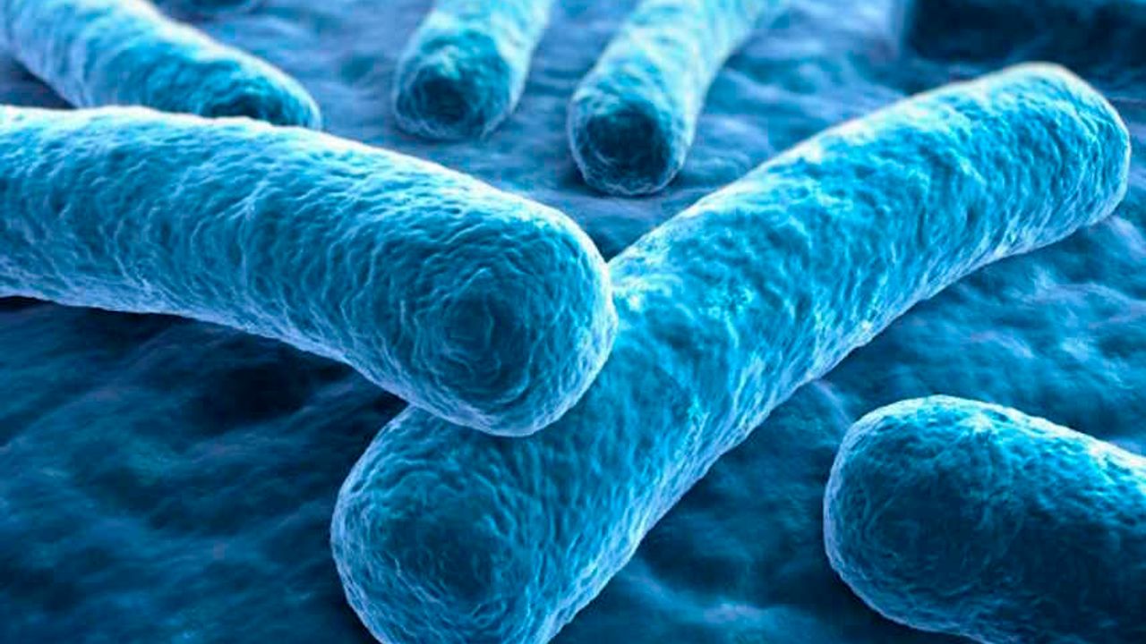 Lejyonella Bakterisi nedir, nasıl bulaşır, belirtileri neler?