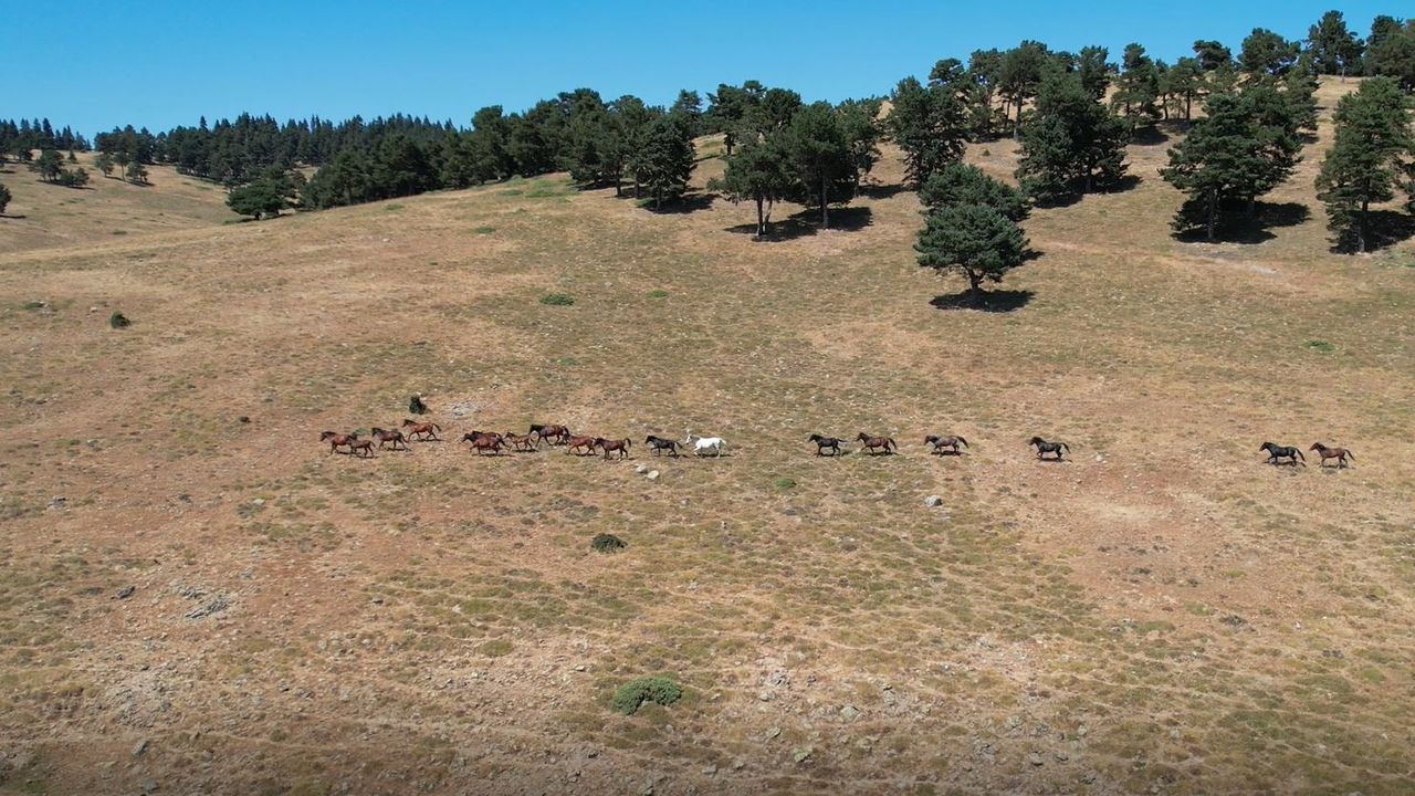 Ankara'da Yaylaların özgür ruhları yılkı atlarının oluşturduğu görsel şölen böyle görüntülendi