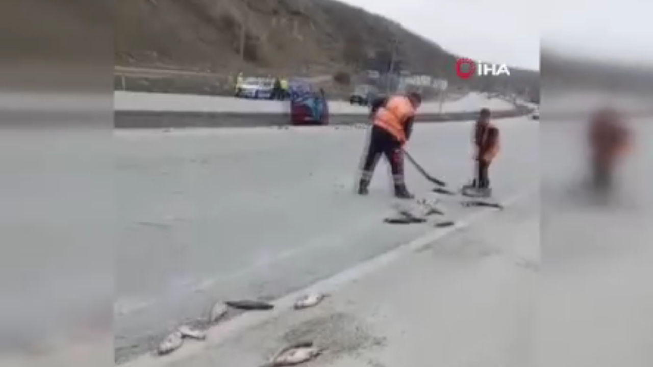 Ankara'da balık yüklü kamyon devrildi! Yollara kilolarca balık döküldü