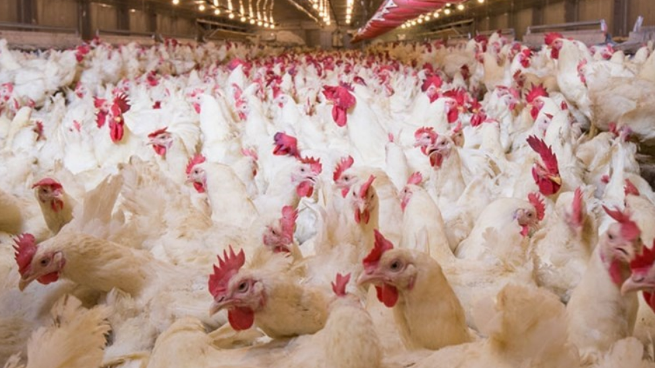 Devlet tesisinden 133 ton tavuk çaldılar!
