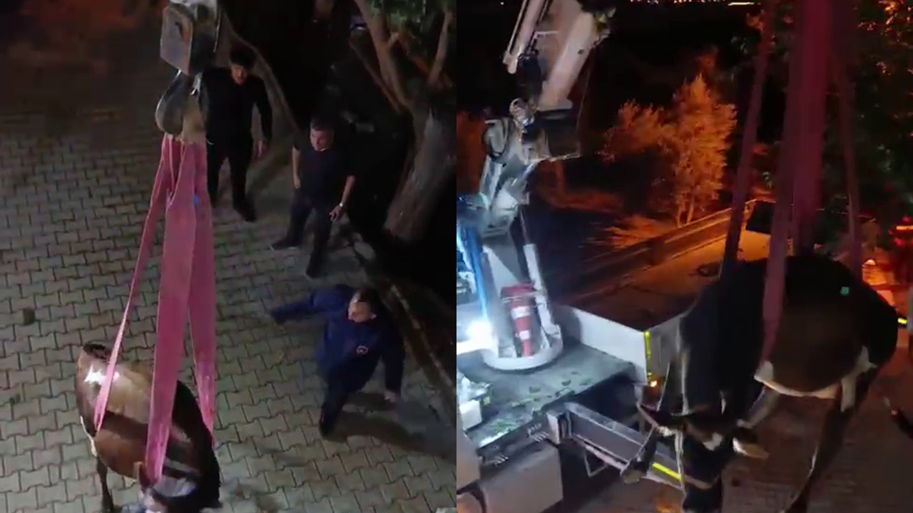 Damda mahsur kalan inek vinçle kurtarıldı