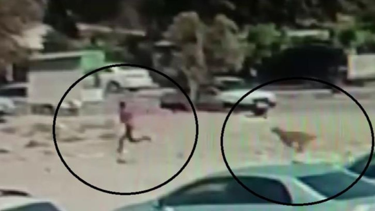 Çok sayıda sokak köpeğinin arasında kalan çocuk panik anları yaşadı