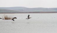 Göç eden pelikanlar, Sel Kapanı Baraj Gölü'ne misafir oldu