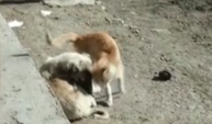 Kedi ve köpeğin sevgi dolu anları görenleri gülümsetti