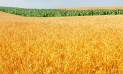 Ankara Polatlı’da 31 Mayıs 2023 buğday fiyatı, bugünkü buğday fiyatları, Polatlı Ticaret Borsası Buğday ne kadar?