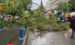 Ankara'da fırtına ağaçları devirdi!