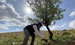 Gölgesinde dinlenecek ağaç bulamayınca 'Ormancı Baba' oldu