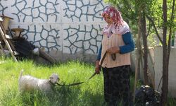 Kuzusuna bebek gibi bakıyor