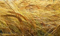 Polatlı Borsası buğday arpa fiyatları, Polatlı Borsası 30 Mayıs 2023 güncel hububat fiyatları