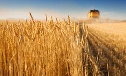 Ankara Polatlı’da buğday bugün kaç para, bugünkü buğday fiyatları ne kadar, Polatlı Ticaret Borsası Buğday kaç para?