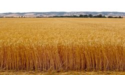 Polatlı Borsası buğday arpa mısır fiyatları, Polatlı Borsası 1 Haziran 2023 güncel hububat fiyatları