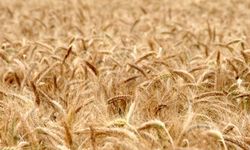 Polatlı Borsası bugün buğday arpa fiyatları ne kadar, Polatlı Borsası 02 Haziran 2023 güncel hububat fiyatları  