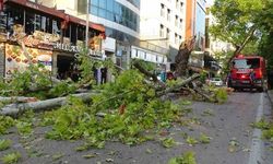200 Yıllık koca çınar devrildi... Cadde de kimsenin olmaması faciayı önledi