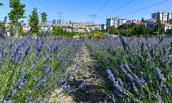 Başkent rengârenk: Lavanta Parkı açıldı