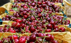 Çubuk Belediyesi Vişne lezzetini tatmak için tüm vatandaşları davet etti