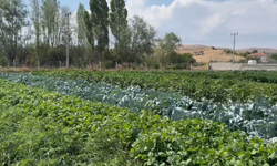 Çubuk Belediyesi üretim tesislerinde meyve ve sebze toplama işlemleri başladı