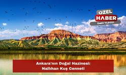 Ankara'nın Doğal Hazinesi: Nallıhan Kuş Cenneti