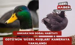 ODTÜ'nün 'güzel kuşları' kameraya yakalandı