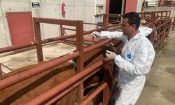 Ankara’da büyükbaş hayvanlara şap aşısı yapıldı