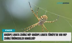 Argiope Lobata zehirli mi? Argiope lobata Türkiye'de var mı? Zehirli örümcekler hangileri?