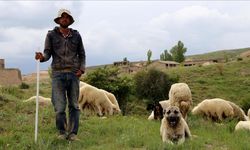 Hayvancılık yapanların bitmeyen sorunu: Çoban bulamıyorlar