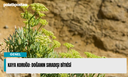 Kaya Koruğu Nasıl Kullanılır, Nedir?