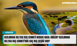 Kızılırmak Deltası Kuş Cenneti Nerede Nasıl Gidilir? Kızılırmak Deltası Kuş Cenneti'nde Kaç Kuş Çeşidi Var?