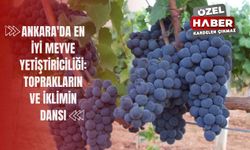 Ankara'da En İyi Meyve Yetiştiriciliği: Toprakların ve İklimin Dansı