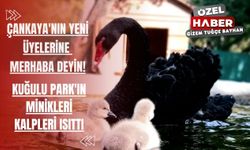 Çankaya'nın yeni üyelerine merhaba deyin! Kuğulu Park'ın minikleri kalpleri ısıttı