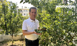 Çiftçi Mağdur: Limonda Umut Göremeyen Üreticiler Ağaçlarını Sökmeye Başladı