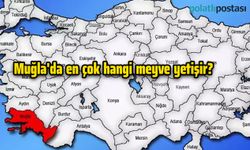 Muğla'da en çok hangi meyve yetişir?
