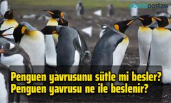 Penguen yavrusunu sütle mi besler? Penguen yavrusu ne ile beslenir?