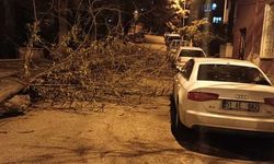 Polatlı’da şiddetli rüzgar ağacı devirdi! Yol kapandı