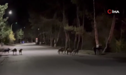 Ankara’nın Kızılcahamam ilçesinde başıboş köpekler ayıya saldırdı!