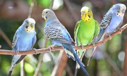 Evde Kuş Besleyenler Dikkat: Kuş Beslemenin Caizliği ve Fakirlik İddiaları Üzerine Tartışmalar!