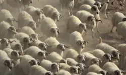 Çin'den Sonra Amasya'da Görüldü! Esrarengiz Bir Şekilde Dönen Koyunlar!