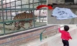 Pakistan'da kaplan, hayvanat bahçesi ziyaretçisini yedi!