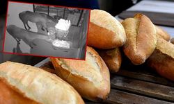 Market önündeki ekmekler yendi! Güvenlik kamerası hırsızı ele verdi