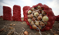 Polatlı soğan piyasasında fiyat dalgalanmaları: Çiftçiler endişeli, tüketiciler dikkatli