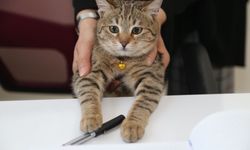 Başkan Şimşek’ten Ankara kedisi ve kedilere destek
