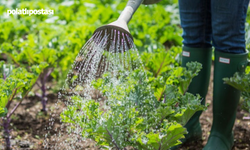 Çankaya'da Bahçıvanlık Eğitimleri Başlıyor