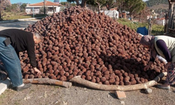 Madra'nın incisi Burhaniye'de fıstıkçamı hasadı!