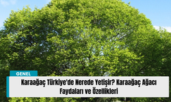 Karaağaç Türkiye'de Nerede Yetişir? Karaağaç Ağacı Faydaları ve Özellikleri